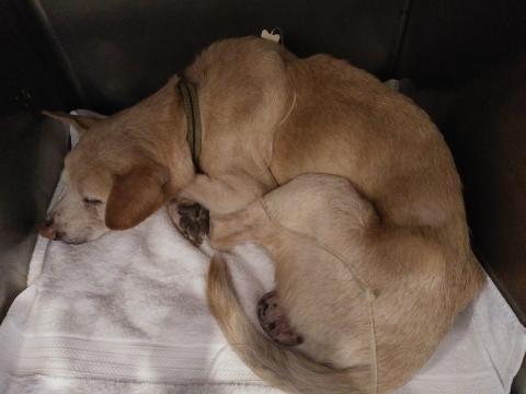 張仁諺 - 腎臟病狗 定期來打皮下針劑