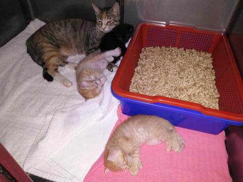 張仁諺 - 之前同事在公園撿到的貓媽媽 在我們這待產 其他為生下的貓孩子 目前已全數送出