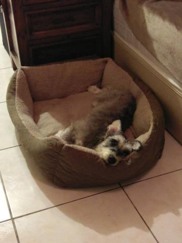 賴小姐 - 寵物寄養
可愛家教又好的毛孩子
剛洗完澡睡到歪掉～