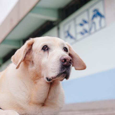 拾光影像創作 - 寵物攝影、動態紀錄、紀錄片！