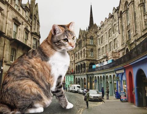 歐寧 - ps貓咪風景