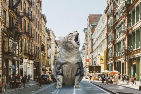 歐寧 - ps貓咪風景