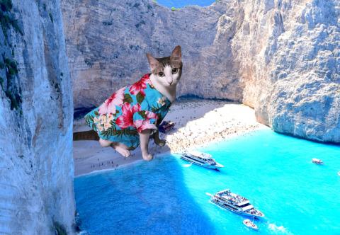 歐寧 - ps貓咪風景