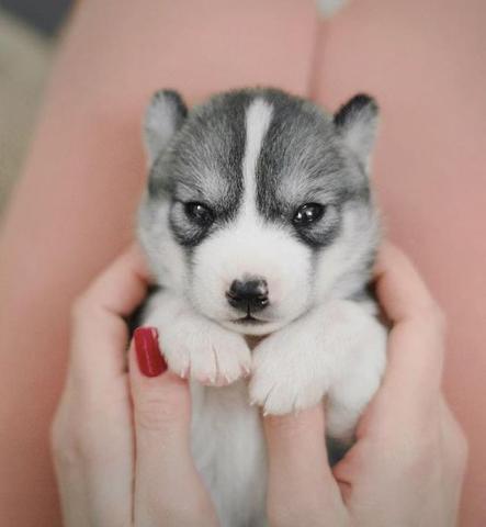 提供速寫人服務的專家企鵝key in