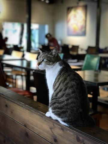  Maeve Liao - 貓咪拍攝