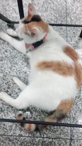 提供台語服務的專家陳玲蕙