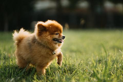 洋洋Ellie - 寶貝們可以去戶外運動、散步