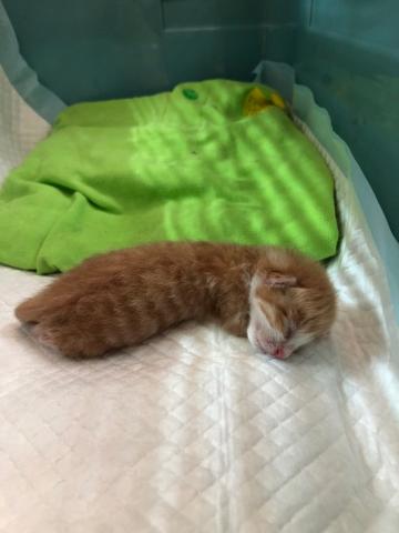 張智雯 - 幼奶貓照顧