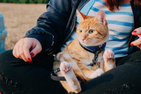 張智雯 - 寵物外拍