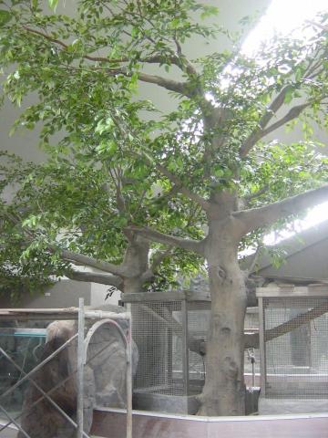 藝軒坊國際有限公司 - （樹製作）動物園爬蟲館