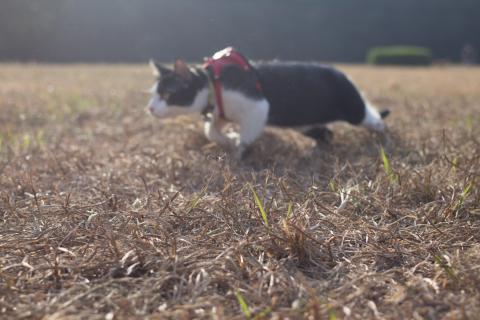 張智雯 - 寵物外拍