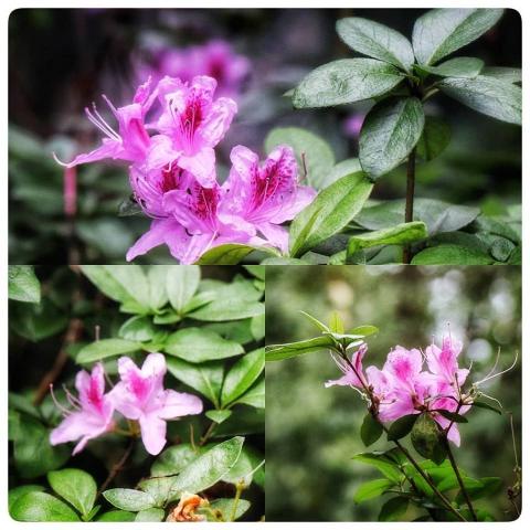 陳瑞麟 - 國營企業4年客服經驗11年高階主管幕僚經驗