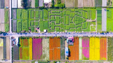 拍手空中影像創作 - 作品：杉林花海