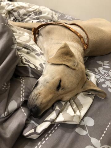 邱俊崎 - LuLu(女生)，以上是家裡四毛
