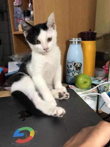 邱俊崎 - 花花(男生)