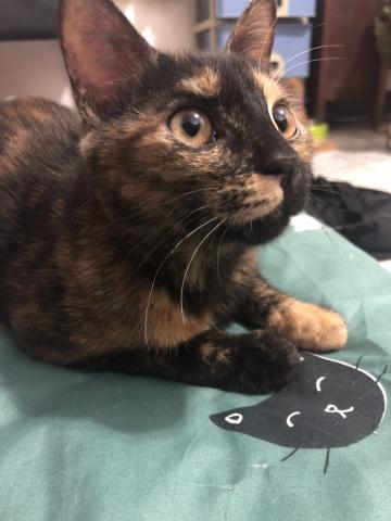 邱俊崎 - Mini(女生)