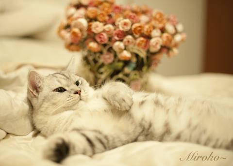 約瑟攝影個人工作室(張偉銘） - 寵物攝影