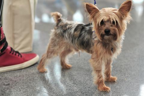 約瑟攝影個人工作室(張偉銘） - 寵物攝影