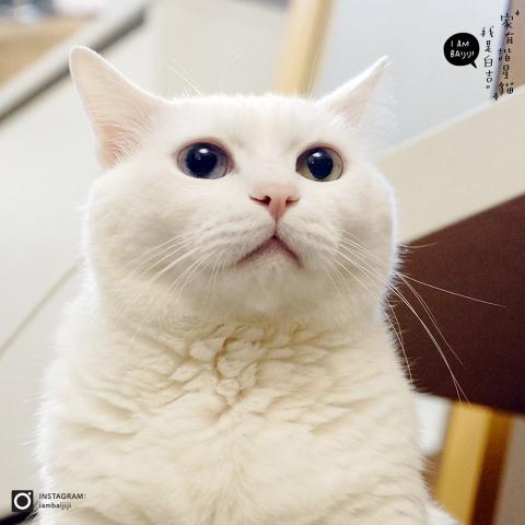 提供潤稿服務的專家謝佳芹