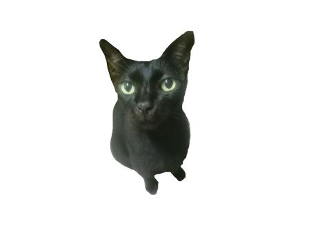 提供櫻花牌服務的專家張櫻芬