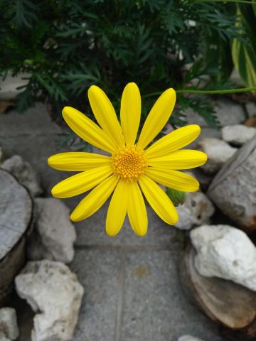 提供n2服務的專家邵奕葆