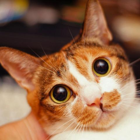 提供寄養犬服務的專家何志仁(hata6136)