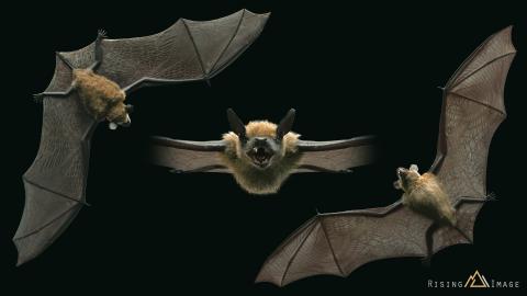 崛影數位特效股份有限公司 - 3DCG-蝙蝠