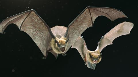 崛影數位特效股份有限公司 - 3DCG-蝙蝠