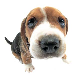 提供ios漫畫app服務的專家我的小窩工作室