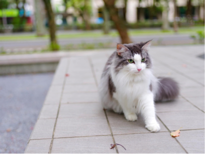 🎥森之映像📸 - CFA2019年10月冠軍貓