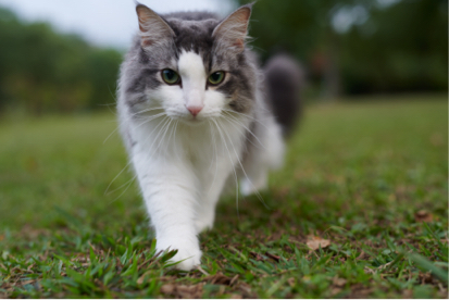 🎥森之映像📸 - CFA2019年10月冠軍貓