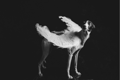 Matt Aslan Photography -  Matt Aslan Photography -