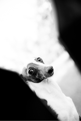 Matt Aslan Photography -  Matt Aslan Photography -