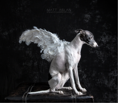 Matt Aslan Photography -  Matt Aslan Photography -