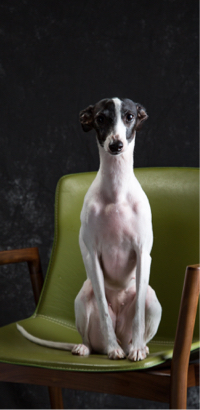 Matt Aslan Photography -  Matt Aslan Photography -