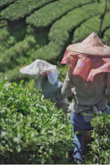 好像攝影工作室 - 茶葉