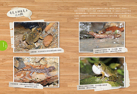 楊宜芳 - 兩棲類圖鑑