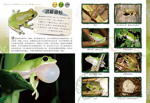 楊宜芳 - 兩棲類圖鑑