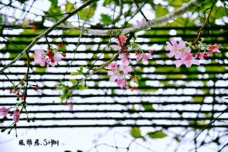 風雅居 - 苗栗南庒山行玫瑰咖啡民宿照-1