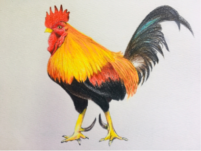 家菁 - 公雞 色鉛筆