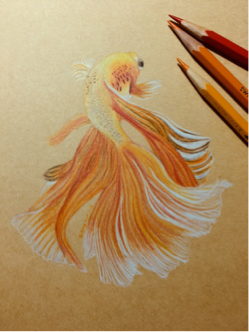 家菁 - 鬥魚 色鉛筆