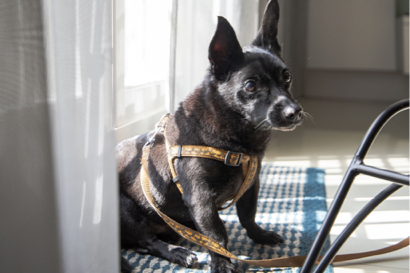 李函倢 - 寵物攝影