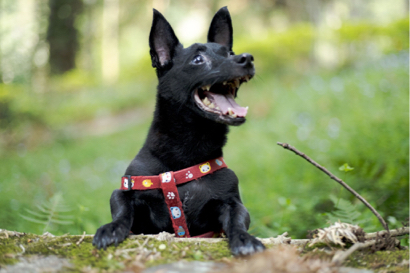 李函倢 -  寵物攝影2