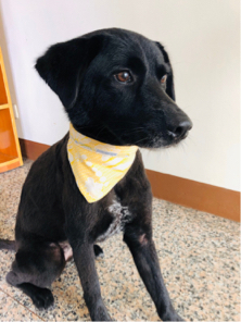 Bella's FootPrint - 寵物相關