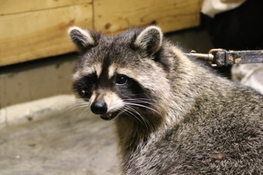 Kkbon - 動物攝影