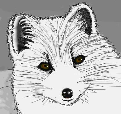 阿絲藍工作室 - 手繪風插圖，雪狐