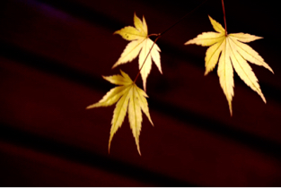 藍斯洛 影像創作 -  藍斯洛 影像創作 -