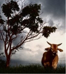 藍斯洛 影像創作 -  藍斯洛 影像創作 -