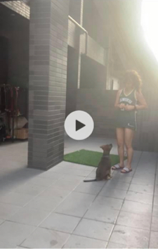 狗狗訓練師 李薇 - 幼犬基礎訓練 狗狗訓練師 李薇 - 幼犬基礎訓練