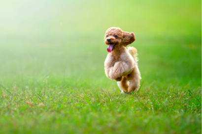 Matt Aslan Photography - 寵物寫真 Matt Aslan Photography - 寵物寫真